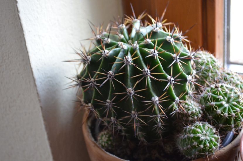  - suculente si cactusi