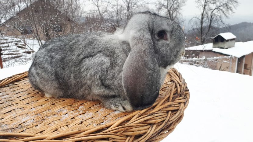 4luni, 3,7kg - 07 F4 Chinchila