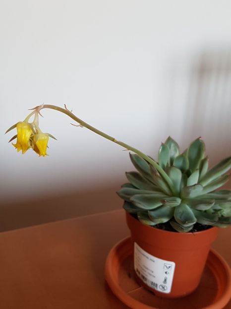 Echeveria pulidonis cu floricica - Echeveria