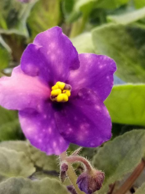 AE  Bliznecy - A Violete Africane