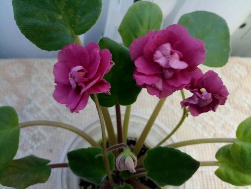 EK Indian Summer - A Violete Africane