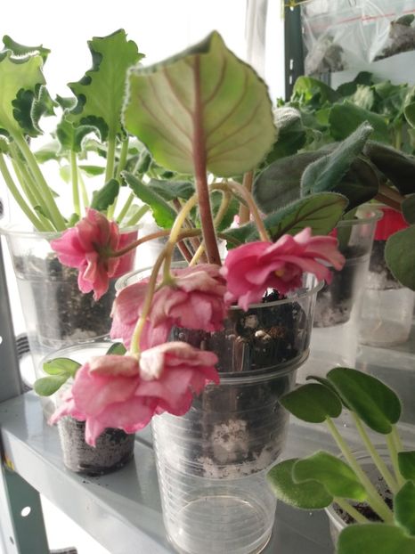 EK Indian Summer - A Violete Africane