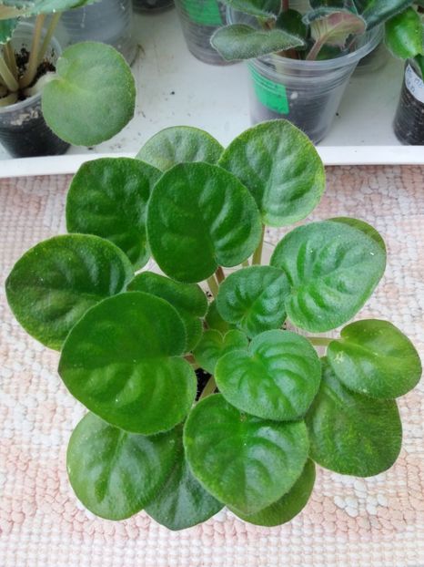 20 feb - ZZ Rob s Denim Demon