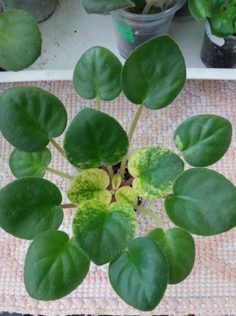 20 feb - ZZ Ethel s Explosion sport