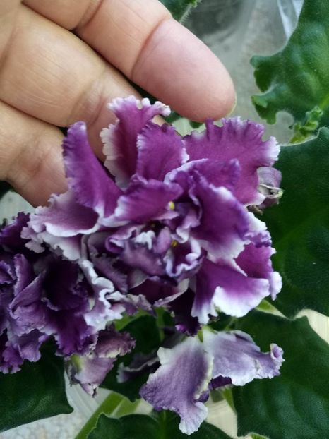 15 feb - ZZ RS Gertsoginia -RS Duchess