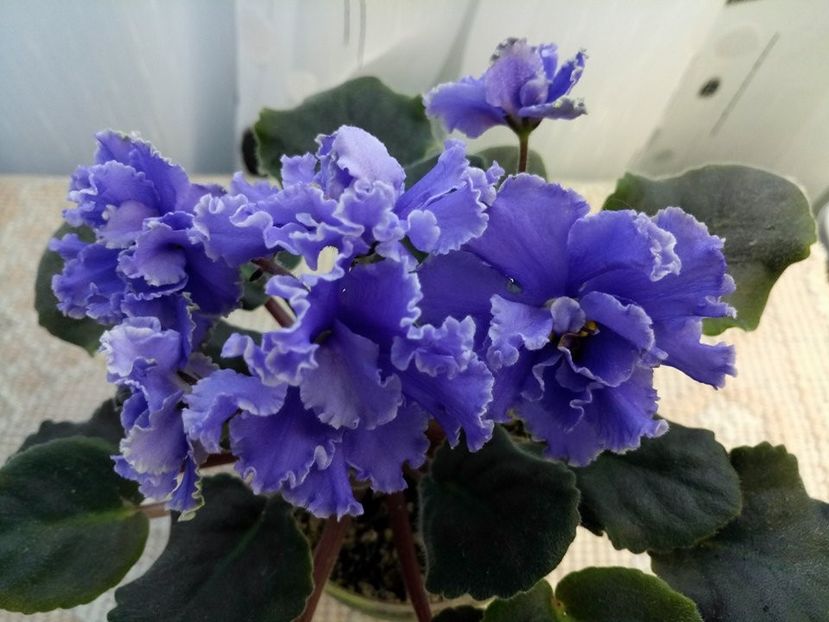 15 feb - ZZ Ruffled Skies