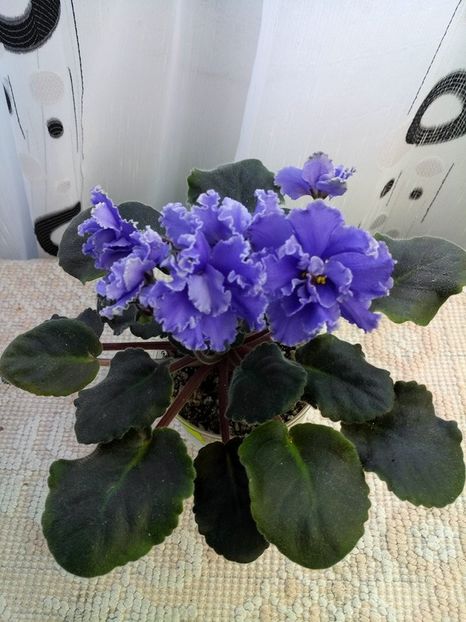 15 feb - ZZ Ruffled Skies