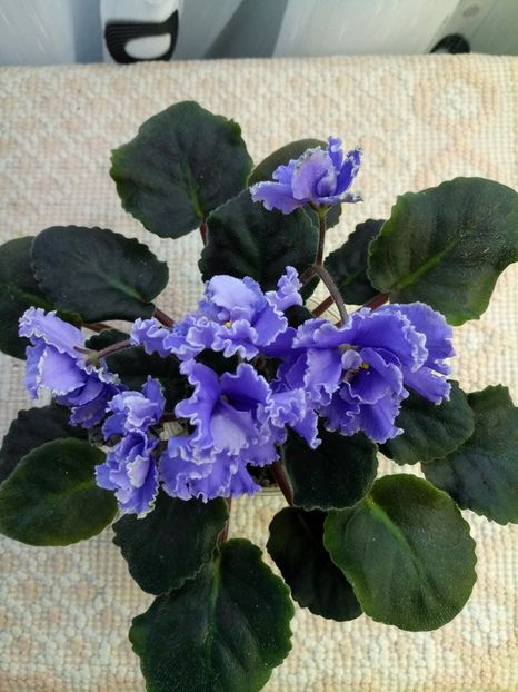 15 feb - ZZ Ruffled Skies