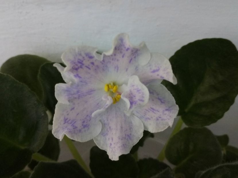 15 feb - ZZ RS Nayada