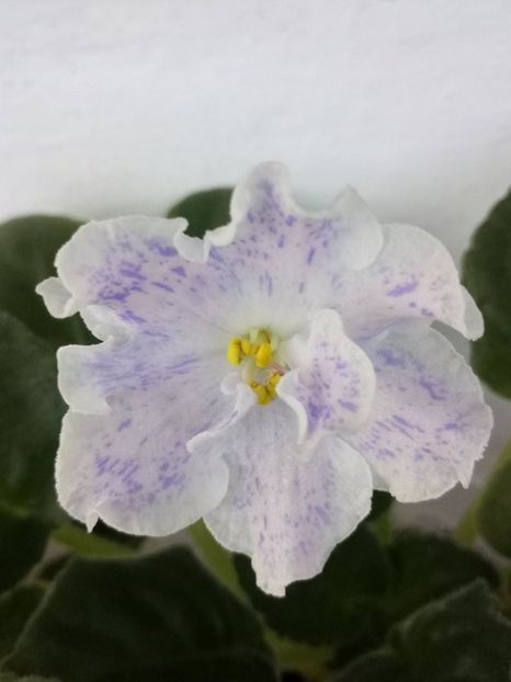 15 feb - ZZ RS Nayada