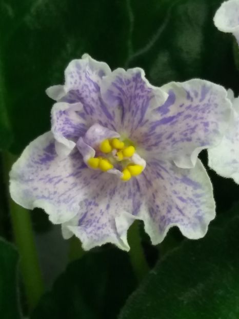 20 feb - ZZ RS Nayada