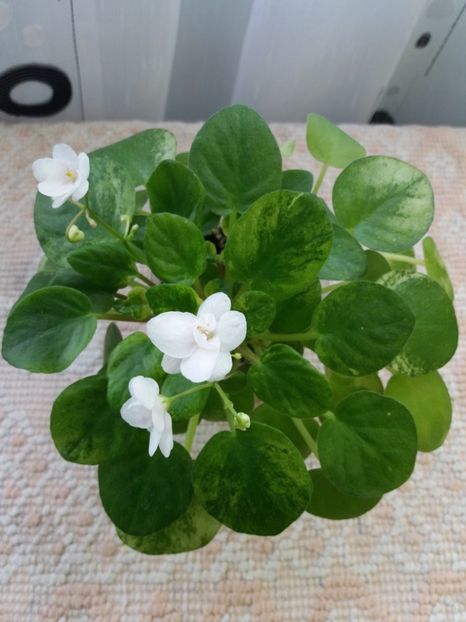 19 feb - Ramblin Silver