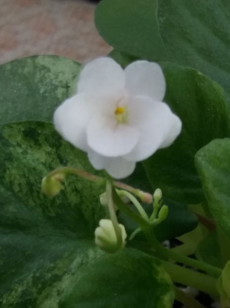 19 feb - Ramblin Silver