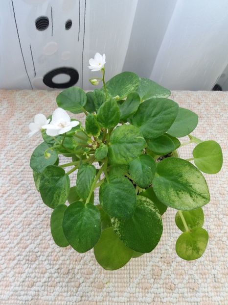 19 feb - Ramblin Silver