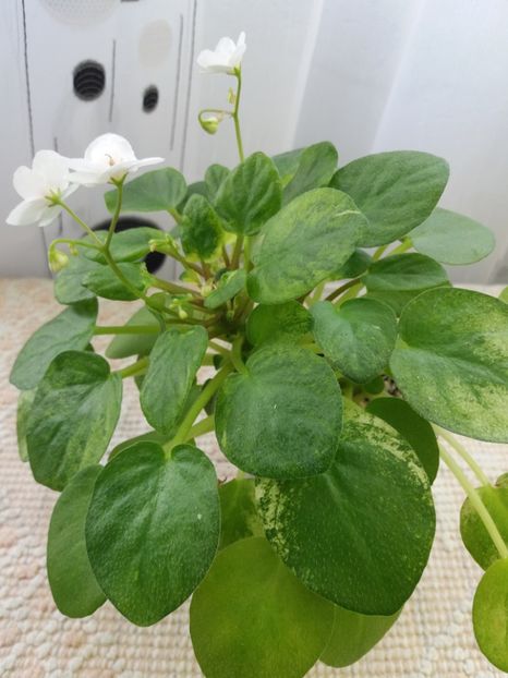 19 feb - Ramblin Silver