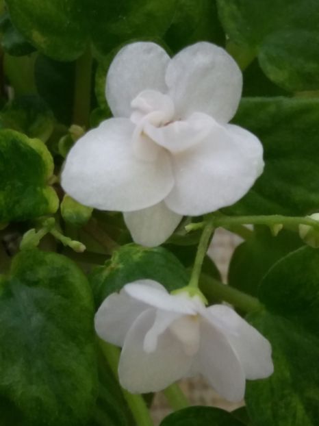 19 feb - Ramblin Silver