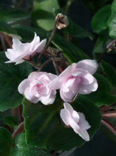 19 feb - Rob s Vanilla trail