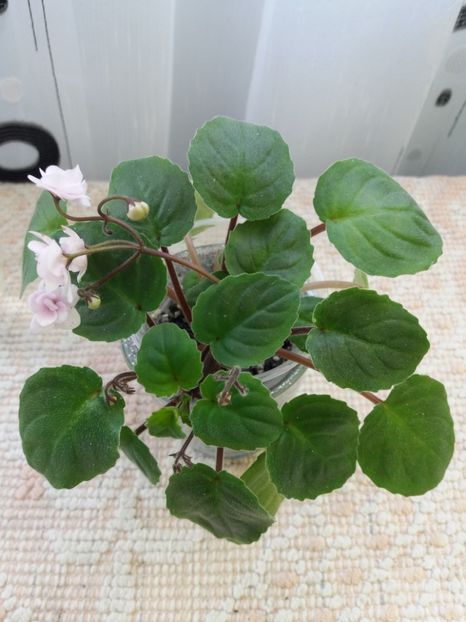 19 feb - Rob s Vanilla trail