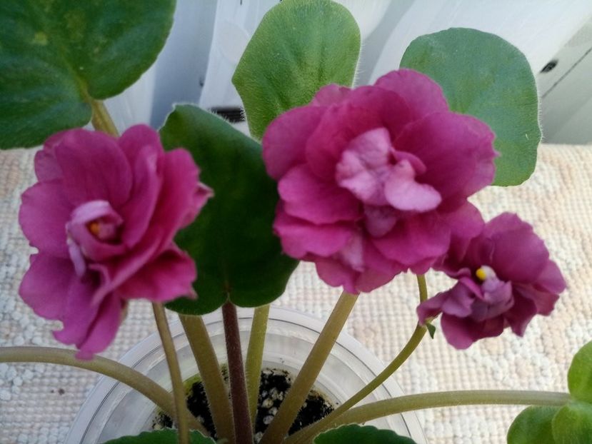 15 feb - ZZ EK Babie Leto-EK Indian Summer