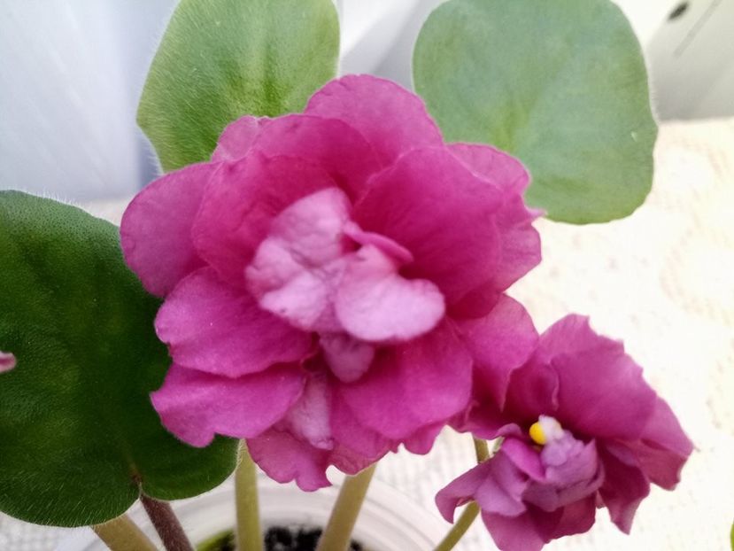 15 feb - ZZ EK Babie Leto-EK Indian Summer