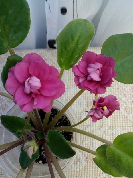 15 feb - ZZ EK Babie Leto-EK Indian Summer