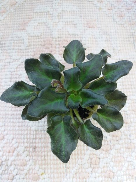 19 feb - ZZ Rob s Hopscotch