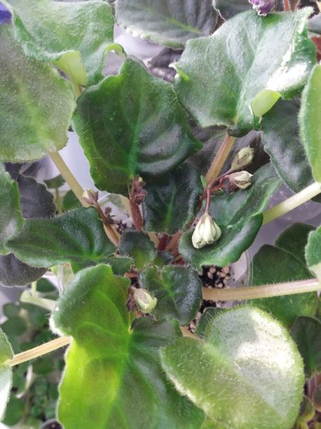 19 feb - ZZ LE Fleur