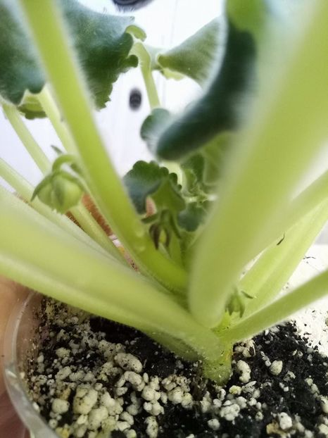 15 feb - ZZ LE Vzbitye Slivki - LE Whipped Cream