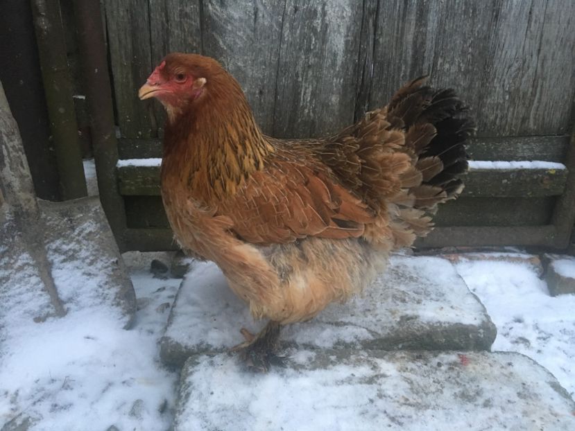  - Găini Ameraucana Potărnichie