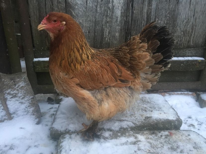  - Găini Ameraucana Potărnichie