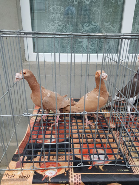  - carieri de vanzare 2018