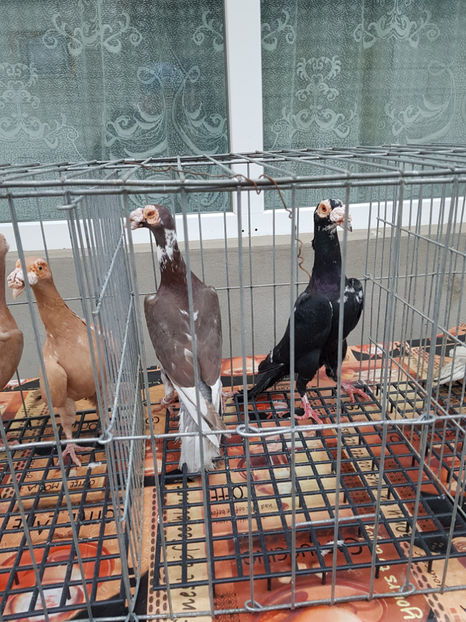  - carieri de vanzare 2018