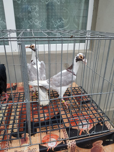  - carieri de vanzare 2018