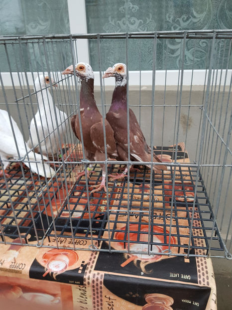  - carieri de vanzare 2018