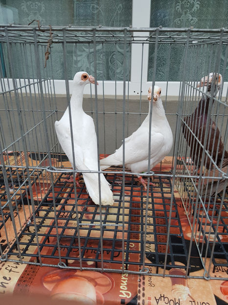  - carieri de vanzare 2018