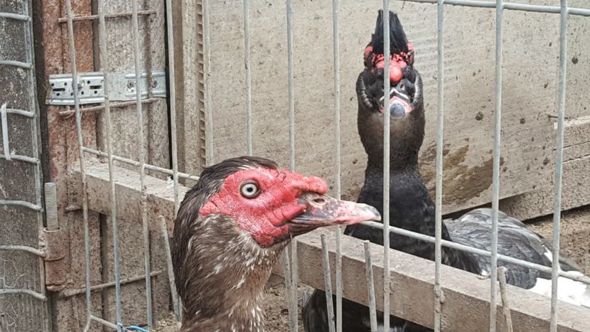 rivalii - 0001 rate lesesti matca 2018