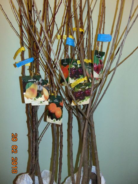 comanda 4Garden - cires Staccato