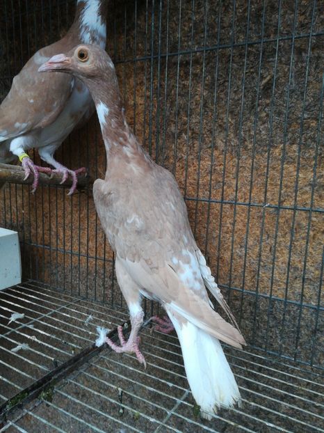 O pereche ..tardiva..2017 - CARRIER PT MATCA 2018