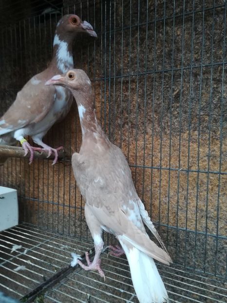 0-1.2017 - CARRIER PT MATCA 2018