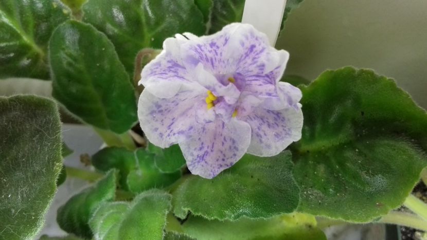 Rs Nayada - ZZ RS Nayada