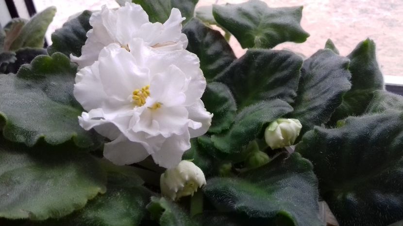 Le Markiza - ZZ Le Markiza