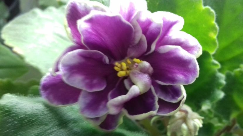  - ZZ Le Chateau Brion