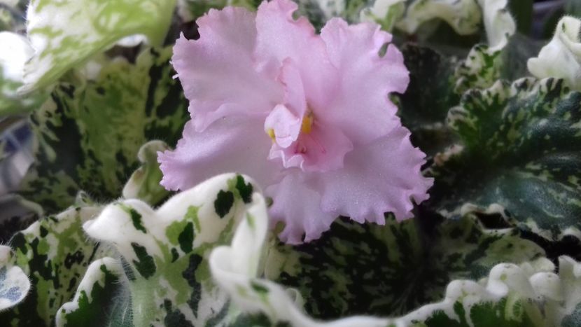 Willodene - T Willodene