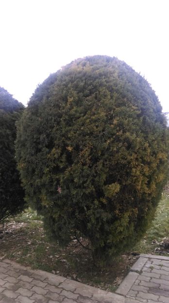  - Vand ienupar globulos