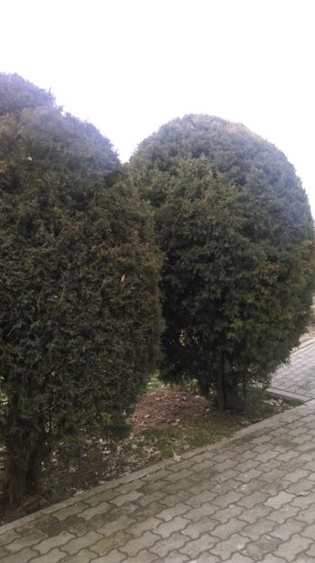  - Vand ienupar globulos