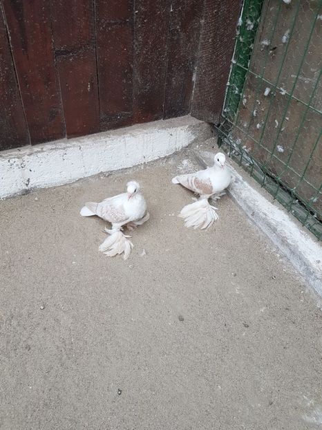 Pereche2017 - 8___-PERSOANE CU CARE AM COLABORAT- VANZARI