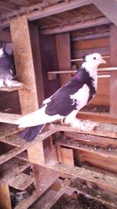  - Porumbei care  nui mai detin