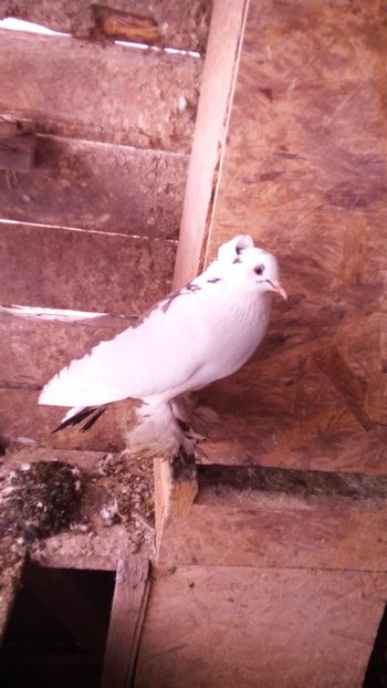  - Porumbei care  nui mai detin