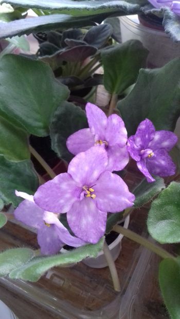  - ZZ Ae Fly toThe Moon