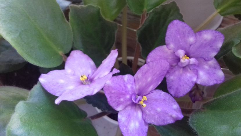  - ZZ Ae Fly toThe Moon